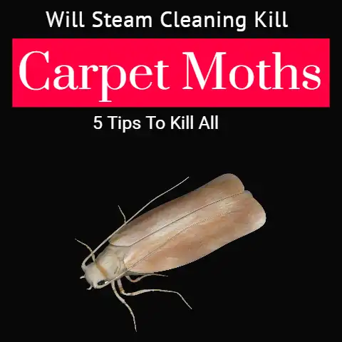 Will Steam Cleaning Kill Carpet Moths (5 tips to kill all)
