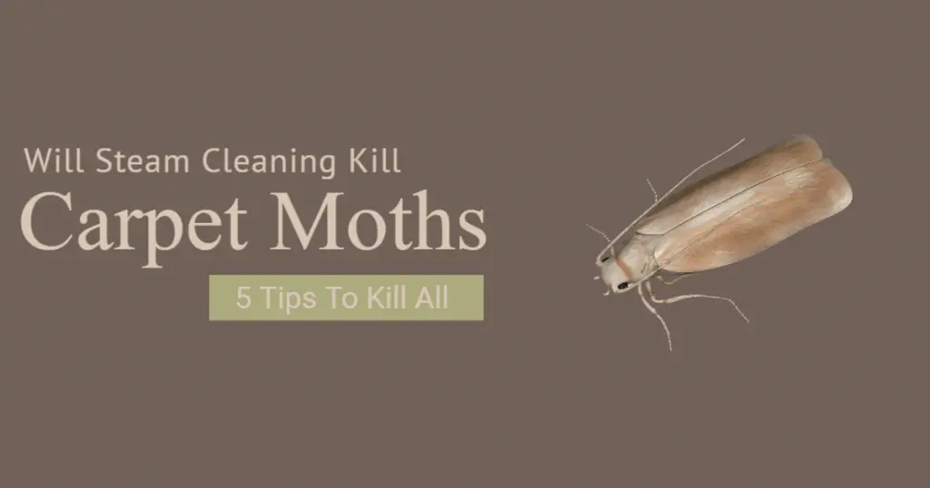 Will Steam Cleaning Kill Carpet Moths