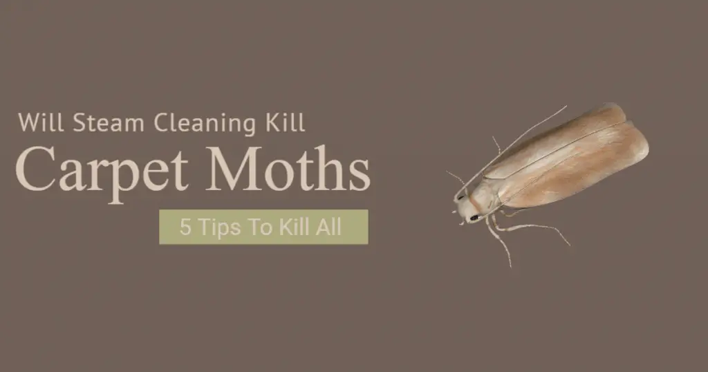 Will Steam Cleaning Kill Carpet Moths (5 tips to kill all)